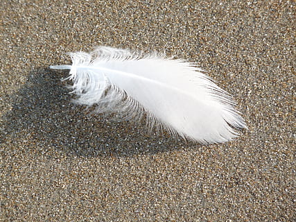 feather, ease, featherweight, lightweight, softness, white color, no people, vulnerability, day, nature, fragility, high angle view, animal, outdoors, close-up, land, animal themes, bird, sunlight, still life, vertebrate, animal wildlife, 2K, CC0, public domain, royalty free