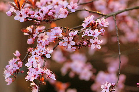 rosa, fiori, fotografia di bokeh, fiore di ciliegio, fioritura, albero, ciliegia, fiorire, rosso, fiore bianco, natura, bianca, giardino, ramo, immaturo, estate, fiore, fragilità, crescita, bellezza nella natura, primavera, pianta fiorita, pianta, colore rosa, freschezza, vulnerabilità, avvicinamento, concentrarsi sulle conoscenze acquisite, petalo, testa di fiore, ramoscello, infiorescenza, nessuno, all'aperto, ciliegio, polline, morbidezza, un mazzo di fiori, 2K, CC0, dominio pubblico, privo di copyright