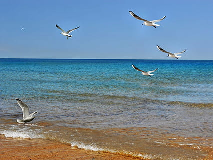 platja, sorra, textura, mar, platja de sorra, beira mar, aigua, sal, horitzó, ocell, paisatge, oceà, cel, cel blau, Brasil, naturalesa, litoral, aus tropicals, gavina, volant, animal, estiu, vida salvatge, línia de costa, a l'aire lliure, fauna animal, temes d'animals, animals a la natura, grup d’animals, horitzó sobre l’aigua, vertebrats, terra, cap gent, blau, ramat d’ocells, marí, 1080P, CC0, domini públic, lliure de regalies
