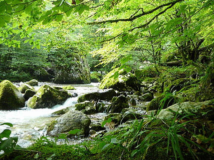 stroom, loof, boom, Bos, fabriek, water, schoonheid in de natuur, stromend water, groei, groene kleur, beweging, land-, scenics - natuur, rots, natuur, rock - object, solide, geen mensen, gebladerte, weelderig gebladerte, dag, vloeiende, buitenshuis, stroom - stromend water, regenwoud, 2K, CC0, publiek domein, royaltyvrij