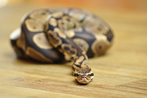 serp, pitó de pilota, escala, constrictor, temes d'animals, rèptil, animal, material de fusta, un animal, primer pla, cap gent, fauna animal, a l'interior, enfocament selectiu, centrar-se en primer pla, representació animal, part del cos dels animals, vertebrats, joieria, tortuga, animals a la natura, marró, cap d’animals, verinós, 4K, CC0, domini públic, lliure de regalies