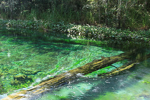 spring, river, current, nature, chiapas-mexico, water, plant, tree, forest, tranquility, beauty in nature, growth, tranquil scene, scenics - nature, no people, green color, day, land, lake, reflection, outdoors, flowing water, stream - flowing water, flowing, 4K, CC0, public domain, royalty free