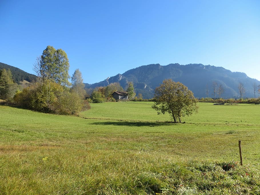 bjerge, eng, træ, alpine, plante, græs, himmel, rolig scene, landskab, miljø, ro, scenics - natur, Mark, skønhed i naturen, jord, bjerg, natur, grøn farve, dag, skyfri himmel, ingen mennesker, vækst, sollys, bjergkæde, udendørs, rullende landskab, 4K