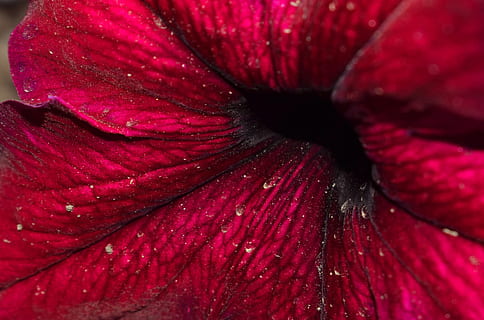 flor, macro, macrophoto, flors, naturalesa, estiu, fons, planta, pètal, flor enorme, primer pla, vermell, flor única, frescor, cap de flor, bellesa a la natura, marc complet, cap gent, planta amb flors, inflorescència, fragilitat, creixement, vulnerabilitat, tirar, aigua, primer pla extrem, porpra, pol·len, rosada, marró, 5K, CC0, domini públic, lliure de regalies