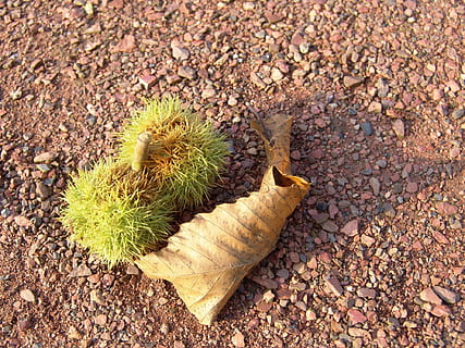 kastanja, pudota, maaperä, hedelmä, kausi, päivä, korkea kulma, luonto, ei ihmisiä, maa, vankka, kivi - esine, auringonvalo, ulkona, ala, ruoka ja juoma, ruoka, terveellinen ruokavalio, lähikuva, rock, piikki-, kaktus, kastanja - ruoka, mehevä kasvi, sora, kivi, kiukkuinen, 1080P, CC0, public domain, rojaltivapaa