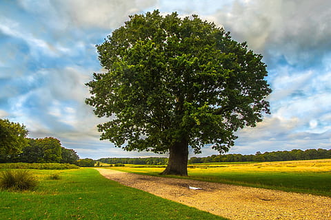 arbre, al costat, granja, durant el dia, parc, naturalesa, planta, núvol - cel, cel, color verd, herba, bellesa a la natura, medi ambient, escena tranquil·la, camp, paisatge, tranquil·litat, escenics - natura, cap gent, ombra, terra, a l'aire lliure, dia, escena no urbana, 5K, CC0, domini públic, lliure de regalies