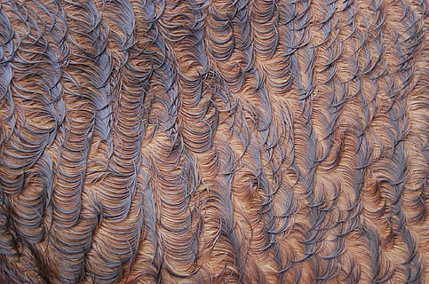 model, fundal, textură, abstract, decoratiuni de design, cal, fundaluri, cadru complet, texturată, nici o persoana, maro, a închide, textil, proiecta, în interior, modelul natural, creativitate, montare pe perete, stare brută, lemn - material, zi, formă, artă și sculptură, perete, 1080P, CC0, domeniu public, fără drepturi de autor