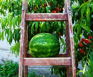 melon, vandmelon, frugt, mad og drikke, grøn farve, sund kost, mad, friskhed, velvære, plante, grøntsag, vækst, ingen mennesker, natur, dag, træ - materiale, blad, plante del, beholder, tomat, udendørs, moden, 2K, CC0, offentligt domæne, royaltyfrie