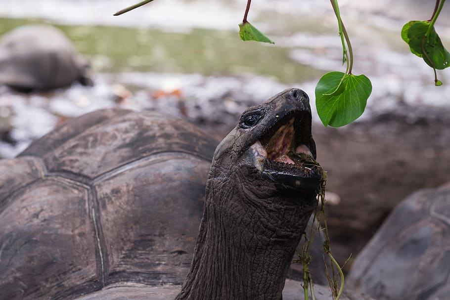 tartaruga, pegando, verde, folha, fechar-se, foto, comendo, plantar, boca aberta, animal, temas animais, animais selvagens, um animal, animais em estado selvagem, focar em primeiro plano, vertebrado, dia, ninguém, natureza, parte do corpo animal, réptil, mamífero, parte da planta, ao ar livre, cabeça de animal, boca de animal, 4K