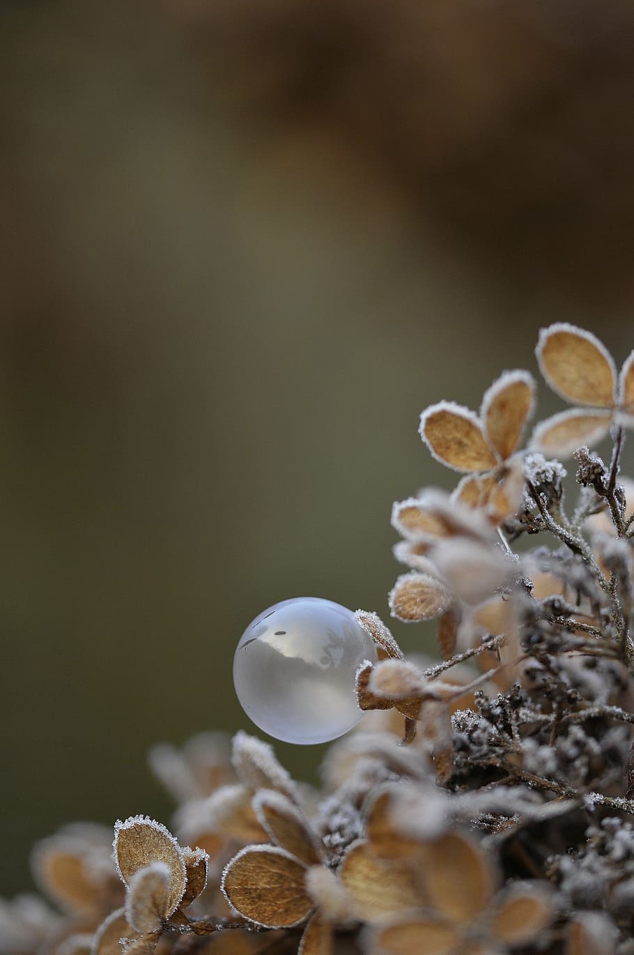 bombolles, sabó, lleugeresa, respiració, planta, enfocament selectiu, primer pla, cap gent, bellesa a la natura, naturalesa, creixement, vulnerabilitat, fragilitat, bolets, menjar, fong, flor, frescor, còpia espai, planta amb flors, menjar i beguda, dia, terra, a l'interior, submarí, marí, 4K