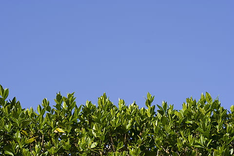 Hedge, Leaf, Leaves, Green, Green, Blue, tiny, leaves, green, blue, sky, nature, summer, green Color, outdoors, plant, tree, clear Sky, backgrounds, day, no People, agriculture, growth, field, beauty in nature, plant part, copy space, food, food and drink, land, sunlight, 2K, CC0, public domain, royalty free