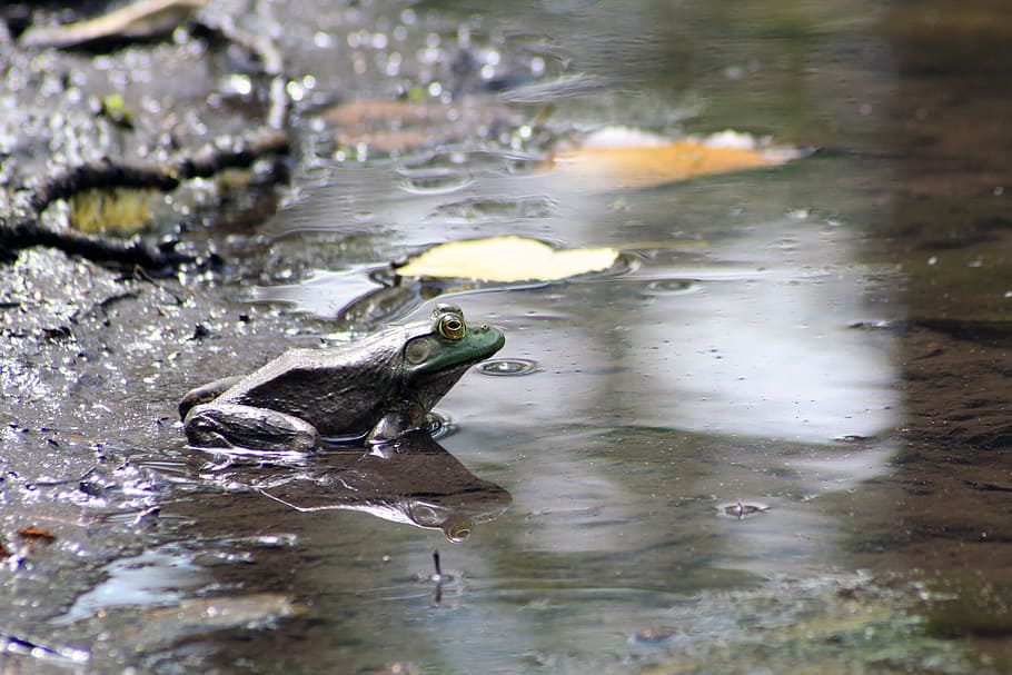 Kröte, Sumpffrosch, Frosch, Sumpf, Umgebung, Schlamm, Park, natürlich, suchen, Biologie, Illinois, Grün, Farbe, Bild, Tag, Reflexion, Jahreszeit, Sommer-, Schönheit, draußen, Natur, Wasser, Foto, Teich, wild, Fluss, ein Tier, Tiere in freier Wildbahn, Tierthemen, keine Leute, Wirbeltier, See, Tier, Tierwelt, Schwimmen, Ufergegend, Reptil, Bewegung, nass, High Angle View, Tierkopf, Trinken, 2K