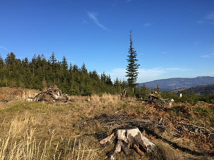 hory, wisla, les, Příroda, strom, krajina, venku, hora, scén, rostlina, přistát, nebe, klid, klidné scény, scenics - příroda, krása v přírodě, mimoměstské scény, životní prostředí, den, pole, nikdo, růst, slunečního světla, mrak - nebe, jehličnatého stromu, 2K, CC0, veřejná doména, bez autorských práv