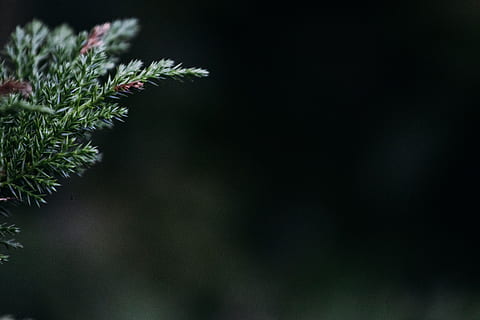 selektiv, fokus fotografie, Grün, Kieferblatt, flach, Blätter, hat verloren, Tiefe, Blatt, dunkel, schwarz, Natur, immergrüner Baum, grüne Farbe, Nadelbaum, Baum, Weihnachten, Nahansicht, Nadel - Pflanzenteil, Kiefer, Pflanze, Tannenbaum, Ast, Winter, Makro, Fichte, keine Leute, Nacht-, draußen, Wachstum, Schönheit in der Natur, Fokus auf den Vordergrund, Tag, Ruhe, Pflanzenteil, Frische, selektiver Fokus, Pinaceae, stachelig, 5K, CC0, gemeinfrei, lizenzfrei