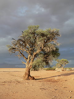 albero, steppa, siccità, namibia, sabbia, pianta, nuvola - cielo, cielo, terra, la tranquillità, scenics - natura, natura, bellezza nella natura, scena tranquilla, ambiente, paesaggio, scena non urbana, giorno, crescita, nessuno, deserto, all'aperto, a distanza, clima, clima arido, 1080P, CC0, dominio pubblico, privo di copyright