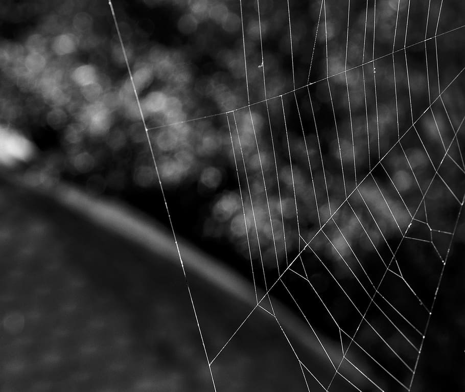 teranyina, xarxa, jardí, naturalesa, aranya, web, la vida, insecte, animal, scully, blanc i negre, niu d'aranya, cap gent, primer pla, centrar-se en primer pla, a l'aire lliure, marc complet, dia, fragilitat, patró, fil, vulnerabilitat, enfocament selectiu, cadena, complexitat, fons, patró natural, connexió, bellesa a la natura, terra, 1080P
