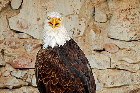 skallet ørn, adler, fugl, raptor, rovfugl, hvit tailed eagle, grasiøs, majestetiske, dyr, stolthet, bald eagles, jeger, våpenskjold, fjærdrakt, fuglportrett, dyreliv fotografering, eagle castle, alsace, Frankrike, dyre temaer, ett dyr, virveldyr, veggbyggingsfunksjon, dyr i naturen, dyreliv, Ørn, ingen folk, vegg, nærbilde, dyr kroppsdel, dag, eagle - bird, fokusere på forgrunnen, murstein, murvegg, ser, dyr hode, nebb, steinvegg, 4K, CC0, offentlig domene, opphavsrett gratis