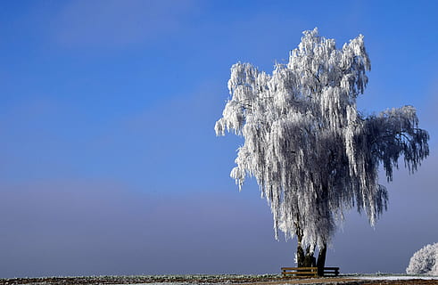 banc, blanc, arbre de fulla, arbre, hivern, naturalesa, neu, fred, paisatge, humor, gelades, nevat, fred d'hivern, cel, solitari, arbre solitari, horitzó, ampli, descans, silenciós, blau, a l'aire lliure, dia, cap gent, primer pla, aigua, bellesa a la natura, escenics - natura, arquitectura, medi ambient, destinacions de viatge, cel clar, estructura construïda, terra, mar, tranquil·litat, temperatura de fred, 5K, CC0, domini públic, lliure de regalies
