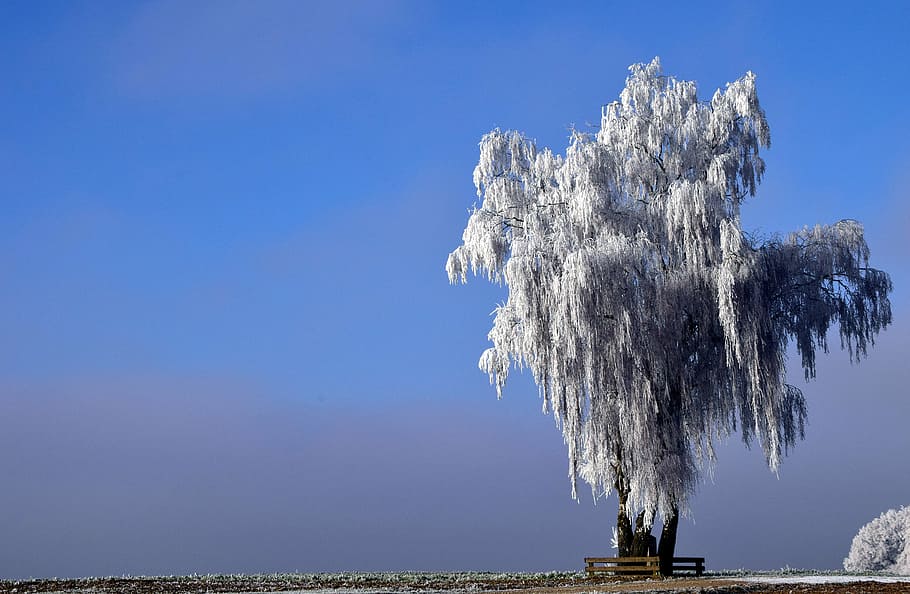 banc, blanc, arbre de fulla, arbre, hivern, naturalesa, neu, fred, paisatge, humor, gelades, nevat, fred d'hivern, cel, solitari, arbre solitari, horitzó, ampli, descans, silenciós, blau, a l'aire lliure, dia, cap gent, primer pla, aigua, bellesa a la natura, escenics - natura, arquitectura, medi ambient, destinacions de viatge, cel clar, estructura construïda, terra, mar, tranquil·litat, temperatura de fred, 5K