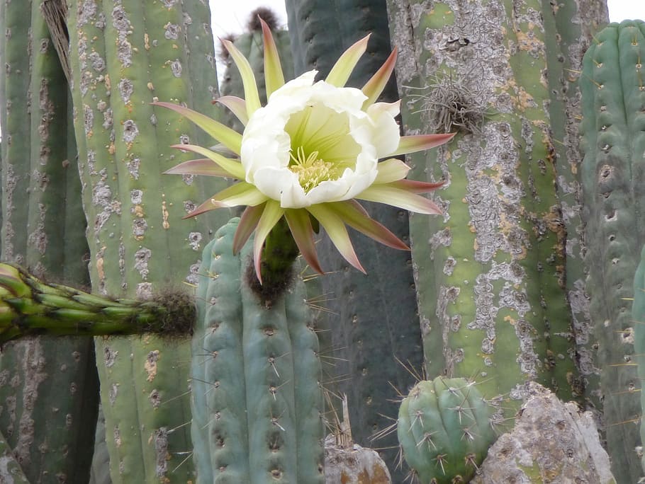 Kaktus, blühen, Blume, Kakteen, groß, Dorn, stachelig, San Pedro, Wüste, Wachstum, Natur, Pflanze, Zerbrechlichkeit, grüne Farbe, blühende Pflanze, Schönheit in der Natur, Sukkulente, Verletzlichkeit, Frische, Nahansicht, Blütenblatt, Blütenstand, Blütenkopf, Tag, keine Leute, weiße Farbe, versetzt, draußen, Pollen, 2K