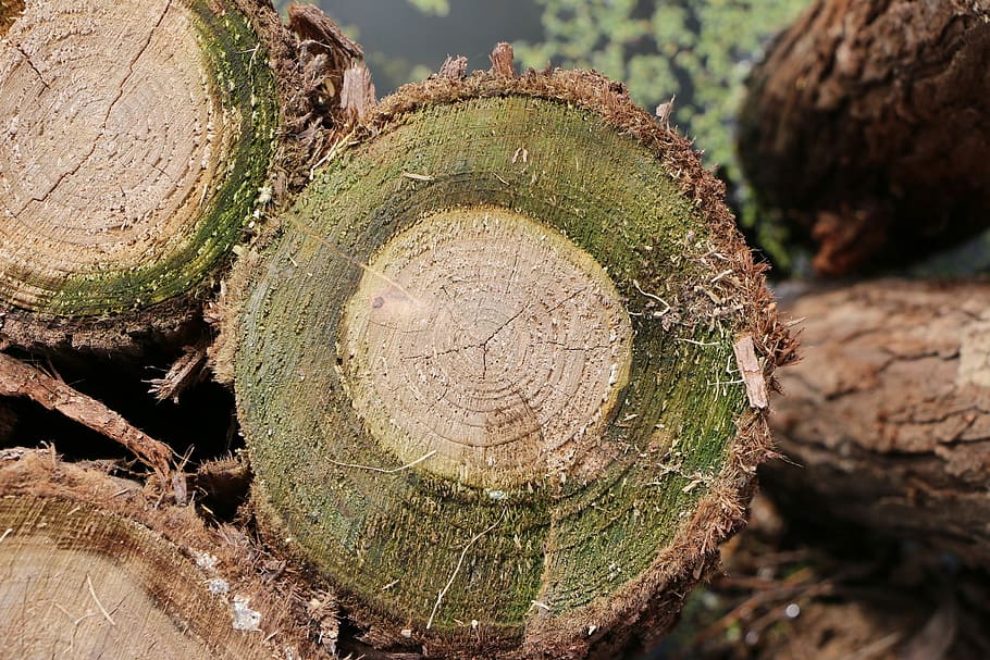 Einsätze, Moos, Bäume, Nahansicht, Log, keine Leute, Tag, Baumring, draußen, Baum, Abholzung, Bauholz, Holz, Wald, Pflanze, Baumstamm, Natur, Holz - Material, Kofferraum, texturiert, Borke, Baumstumpf, Holzindustrie, Fokus auf den Vordergrund, 1080P