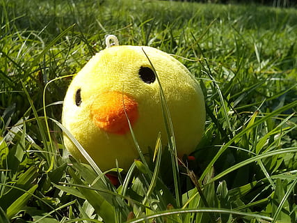burung-burung, rumput, pohon, Latar Belakang, taman, anak ayam, boneka, mainan, menanam, warna hijau, kuning, alam, tema binatang, hewan, merapatkan, tidak ada orang, hari, satu binatang, bidang, pertumbuhan, bertulang belakang, tanah, burung muda, burung, di luar rumah, satwa liar hewan, 2K, CC0, domain publik, bebas royalti