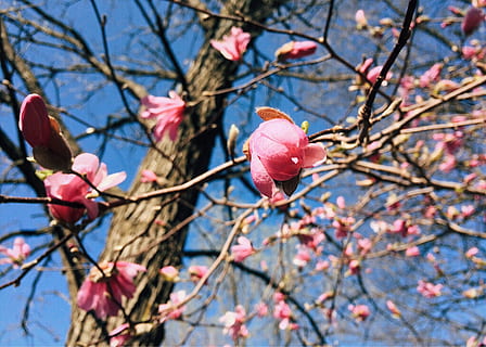 primavera, flor, florescendo, Primavera, florescimento, cor, Rosa, ramo, árvore, dia, visão de baixo ângulo, ao ar livre, fruta, plantar, planta com flores, crescimento, beleza na natureza, fragilidade, fechar-se, frescura, focar em primeiro plano, vulnerabilidade, natureza, céu, pétala, Flor, cor rosa, galho, ninguém, cabeça de flor, Flor de cerejeira, 2K, CC0, domínio público, royalty free