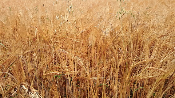 straw, wheat, cereal, bread, gold, crop, agriculture, cereal plant, growth, field, plant, rural scene, farm, land, landscape, no people, backgrounds, nature, full frame, day, beauty in nature, tranquility, environment, brown, outdoors, stalk, 5K, CC0, public domain, royalty free