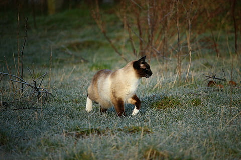 kat, siamese kat, siameser, killing, vinter, frost, Mieze, Frosset, rimfrost, græs, dyr, dyre temaer, pattedyr, et dyr, indenlandske, hvirveldyr, kæledyr, natur, husdyr, ingen mennesker, plante, leder, jord, selektiv fokusering, dyreliv, Mark, dyr i naturen, dag, udendørs, 5K, CC0, offentligt domæne, royaltyfrie