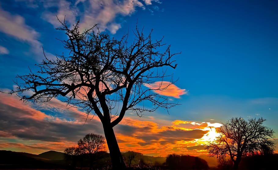 nua, arbre, ennuvolat, cel, posta de sol, cel de la nit, resplendor, núvols, paisatge, naturalesa, ombres, silueta, núvol - cel, bellesa a la natura, planta, escenics - natura, branca, color taronja, tranquil·litat, arbre nu, escena tranquil·la, cap gent, vista d’angle baix, a l'aire lliure, blau, escena no urbana, idíl·lic, cel romàntic, 4K