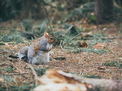 ruskea, harmaa, lemmikki-, luonto, eläin, villieläimet, ulkona, eläimiä, orava, metsä, ruoho, yksi eläin, eläinten teemoja, ei ihmisiä, päivä, syöminen, jyrsijä, eläinten villieläimet, nisäkäs, maa, selkärankainen, ala, valikoiva tarkennus, puu, lähikuva, sivukuva, nälkäinen, 4K, CC0, public domain, rojaltivapaa