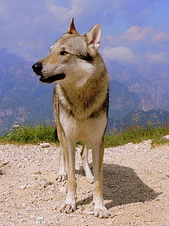 adult, alb, gri, lup, permanent, maro, sol, câine, uite, Munte, peisaj, un animal, animal, mamifer, animale vertebrate, animale tematice, animale domestice, intern, animale de companie, nor - cer, teren, canin, cer, uitându-se departe, natură, nici o persoana, zi, lumina soarelui, camp, în aer liber, 2K, CC0, domeniu public, fără drepturi de autor