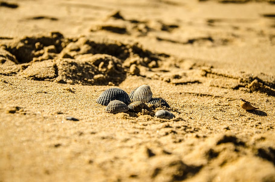 Strand, Natur, Muschel, Sand, Reinheit, Tierthemen, Tierwelt, Tier, Tiere in freier Wildbahn, Land, Reptil, ein Tier, selektiver Fokus, Tag, Wirbeltier, Sonnenlicht, keine Leute, draußen, Krabbe, Meer, Kommunikation, Nahansicht, kriechen, giftig, Oberflächenniveau, 4K