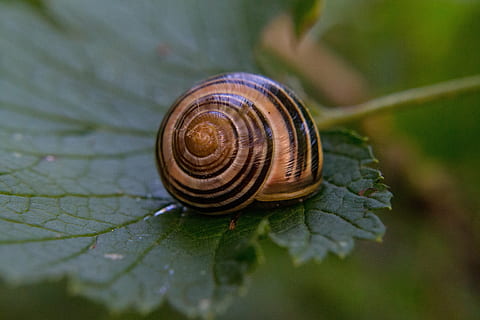 conchiglia, foglia, vicino, spirale, animale, temi animali, fauna selvatica, invertebrato, un animale, avvicinamento, parte vegetale, animali allo stato selvatico, mollusco, lumaca, gasteropode, guscio di animale, parte del corpo animale, nessuno, natura, giorno, messa a fuoco selettiva, strisciando, all'aperto, foresta pluviale, 4K, CC0, dominio pubblico, privo di copyright