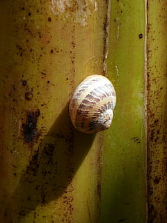 snail, shell, shadow, close, mollusk, animal, animal wildlife, animal themes, animals in the wild, close-up, animal shell, no people, invertebrate, one animal, day, nature, gastropod, sunlight, outdoors, natural pattern, boredom, 4K, CC0, public domain, royalty free