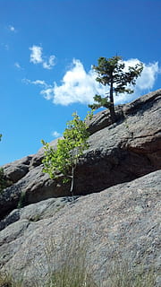 træ, klippe, himmel, fyrretræ, asp, udendørs, Sky, sky - himmel, plante, lav vinkel visning, natur, dag, ro, solid, skønhed i naturen, rock-objekt, ingen mennesker, rolig scene, blå, sollys, scenics - natur, bjerg, rock formation, 2K, CC0, offentligt domæne, royaltyfrie