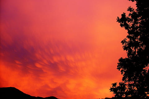 silhuet, træer, skumring, himmel, frem, skyer, solnedgang, aftenhimmel, vejrstemning, atmosfære, drama, vejr, humør, aften, sollys, træ, natur, scenics, ingen mennesker, skønhed i naturen, udendørs, nat, rød, sky - himmel, scenics - natur, ro, plante, orange farve, rolig scene, dramatisk himmel, idyllisk, lav vinkel visning, kopiere plads, trætop, romantisk himmel, 2K, CC0, offentligt domæne, royaltyfrie