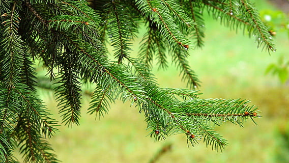Nahansicht, Foto, Baum, Fichte, Nadel, Nadeln, Grün, Regen fällt, Sommer-, Natur, Wald, Seelenfrieden, die Stille, Kiefer, Zweige, Pflanzen, Pflanze, grüne Farbe, Nadelbaum, Wachstum, Ast, Blatt, Fokus auf den Vordergrund, Pinaceae, Schönheit in der Natur, keine Leute, Tag, Pflanzenteil, Nadel - Pflanzenteil, Umgebung, draußen, Kiefernwald, Tannenbaum, 1080P, CC0, gemeinfrei, lizenzfrei