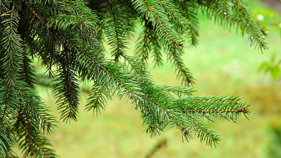 Nahansicht, Foto, Baum, Fichte, Nadel, Nadeln, Grün, Regen fällt, Sommer-, Natur, Wald, Seelenfrieden, die Stille, Kiefer, Zweige, Pflanzen, Pflanze, grüne Farbe, Nadelbaum, Wachstum, Ast, Blatt, Fokus auf den Vordergrund, Pinaceae, Schönheit in der Natur, keine Leute, Tag, Pflanzenteil, Nadel - Pflanzenteil, Umgebung, draußen, Kiefernwald, Tannenbaum, 1080P