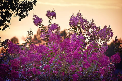 tramonto, crape mirto, crespo, mirto, viola, rosa, arancia, luce del sole, foglia, le foglie, fioritura, fiorire, botanica, luminosa, ecologia, sempreverde, flora, fiore, fogliame, giardino, verde, partire, luce, lilla, natura, petalo, pianta, polline, arbusto, ambiente, albero, cespuglio, estate, primavera, stagione, naturale, crescita, fresco, aroma, rosso, grappolo, giardinaggio, sera, ramo, davies progetta la fotografia, all'aperto, giorno, colore, soleggiato, sole, legna, stelo, nuvole, nuvoloso, foresta, paesaggio, selvaggio, mattina, autunno, giallo, luce del giorno, scenario, splendere, deciduo, pianta fiorita, bellezza nella natura, freschezza, lavanda, fragilità, vulnerabilità, cielo, color lavanda, stili di vita, campo, attività di svago, terra, 5K, CC0, dominio pubblico, privo di copyright