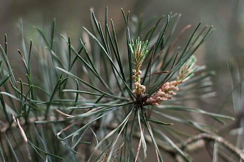 skotter fyrretræ, blade, træ, fyrretræ, plante, vækst, tæt på, natur, dag, fokus på forgrunden, skønhed i naturen, ingen mennesker, grøn farve, nåletræ, nål - plante del, udendørs, Pinaceae, selektiv fokusering, ro, grankogle, friskhed, jord, Mark, 2K, CC0, offentligt domæne, royaltyfrie