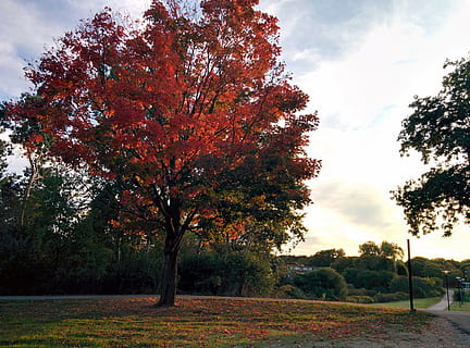 maple, árvore, outono, folha de outono, amarelo, bordo, árvore, folha, vermelho, parque, laranja, Outubro, natureza, scenics, ninguém, ao ar livre, plantar, céu, beleza na natureza, tranquilidade, mudança, crescimento, cena tranquila, campo, cor laranja, terra, nuvem - céu, dia, park - homem fez espaço, scenics - natureza, 2K, CC0, domínio público, royalty free