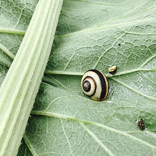 pulire, lumaca, vortice, insetto, natura, animale, viscido, peste, avvicinamento, foglia, colore verde, macro, invertebrato, fauna selvatica, parte vegetale, temi animali, mollusco, un animale, animali allo stato selvatico, gasteropode, nessuno, conchiglia, guscio di animale, giorno, vena fogliare, pianta, all'aperto, 2K, CC0, dominio pubblico, privo di copyright