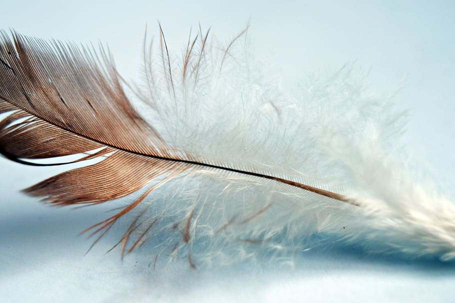 overfladisk, fokus fotografering, hvid, Brun, fjer, enkelt, fugl, vinge, natur, dyr, en, naturlig, dyreliv, pen, glat, blødhed, tæt på, ingen mennesker, plante, studio skud, hvid farve, skrøbelighed, selektiv fokusering, indendørs, letvægt, skønhed i naturen, sårbarhed, enkelhed, stilleben, dag, vinter, ekstrem nærbillede, renhed, frisure, 5K