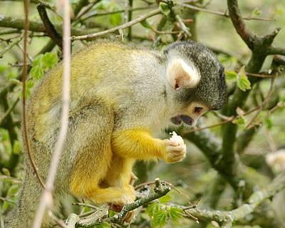 Capuchins, abe, Capuchin, nuttet, CEBus, dyr, pattedyr, dyreliv, natur, primat, Skov, træ, dyr i naturen, spise, afdeling, egern, dyre temaer, et dyr, hvirveldyr, plante, ingen mennesker, gnaver, dag, mad, mad og drikke, fokus på forgrunden, udendørs, planteædende, 2K, CC0, offentligt domæne, royaltyfrie
