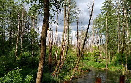 arbre, parc, riu, rierol, natural, estiu, primavera, el parc nacional, paisatge, bosc, naturalesa, planta, tranquil·litat, terra, aigua, bellesa a la natura, creixement, escena tranquil·la, tronc, tronc de l'arbre, escenics - natura, dia, escena no urbana, color verd, cap gent, a l'aire lliure, pantà, 4K, CC0, domini públic, lliure de regalies
