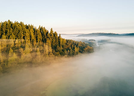 Antenne, Fotografie, Nebel, bedeckt, Wald, Kiefern, neben, Weiß, Wolken, Wolke, Baum, Sonnenlicht, wolkig, glühen, Gelb, Grün, Sonnenaufgang, Sonnenuntergang, pnw, Pazifischer Nordwesten, Washington, Drohnenfotografie, Drohne, klarer Himmel, Morgen, Szenen - Natur, Schönheit in der Natur, Himmel, Pflanze, Natur, Landschaft, Ruhe, Umgebung, keine Leute, Wasser, ruhige Szene, Land, Nicht-städtische Szene, Herbst, wolke - himmel, draußen, Kiefer, Kiefernwald, Nadelbaum, 4K, CC0, gemeinfrei, lizenzfrei