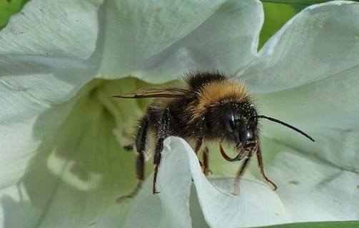 bal arısı, böcek, polen, yaz, tozlaşmak, uçan, çiçek, bal, bombus, bombus arısı, hayvan temaları, hayvan, bir hayvan, hayvan yaban hayatı, omurgasız, vahşi hayvanlar, kapatmak, insansız, doğa, bitki, gün, hayvan vücut kısmı, ön plana odaklanmak, zooloji, taçyaprağı, çiçekli bitki, açık havada, tozlaşma, 1080P, CC0, kamu malı, telif ücretsiz