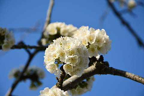 ciliegia, fiore, rametto, primavera, natura, fiori di primavera, giardino, macro, vicino, pianta, tacchino, macro chichewa, germoglio, colpi di dettaglio, sfondo, bellissimo, chichewa primavera, bianca, cielo, incidentalmente primavera, fiori bianchi, ramo di ciliegio, avvicinamento, pianta fiorita, fragilità, concentrarsi sulle conoscenze acquisite, vulnerabilità, crescita, albero, freschezza, bellezza nella natura, nessuno, ramo, giorno, Colore bianco, Inquadratura dal basso, blu, fiorire, luce del sole, testa di fiore, all'aperto, 5K, CC0, dominio pubblico, privo di copyright