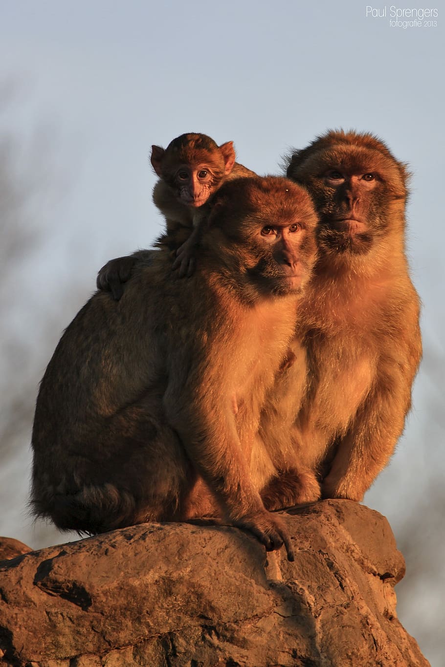 Berber, Affe, Affen, Tiere, Berberaffe, Tierwelt, Tier, Sitzung, Tiere in freier Wildbahn, Säugetier, Tierthemen, Gruppe von Tieren, Wirbeltier, Rock, Primas, zwei tiere, Rock - Objekt, solide, keine Leute, Jungtier, Tag, Himmel, Natur, Zusammengehörigkeit, Tierfamilie, 2K